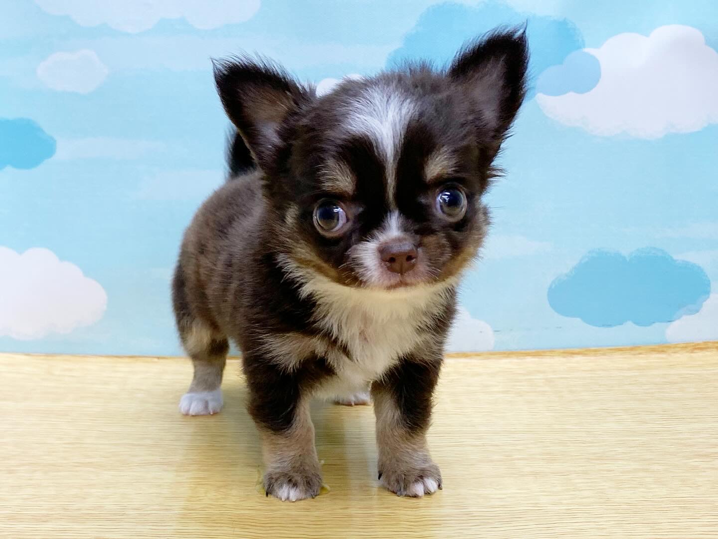 チワワ（板橋店） | 世田谷区にあるペットショップ（子犬・子猫の専門 