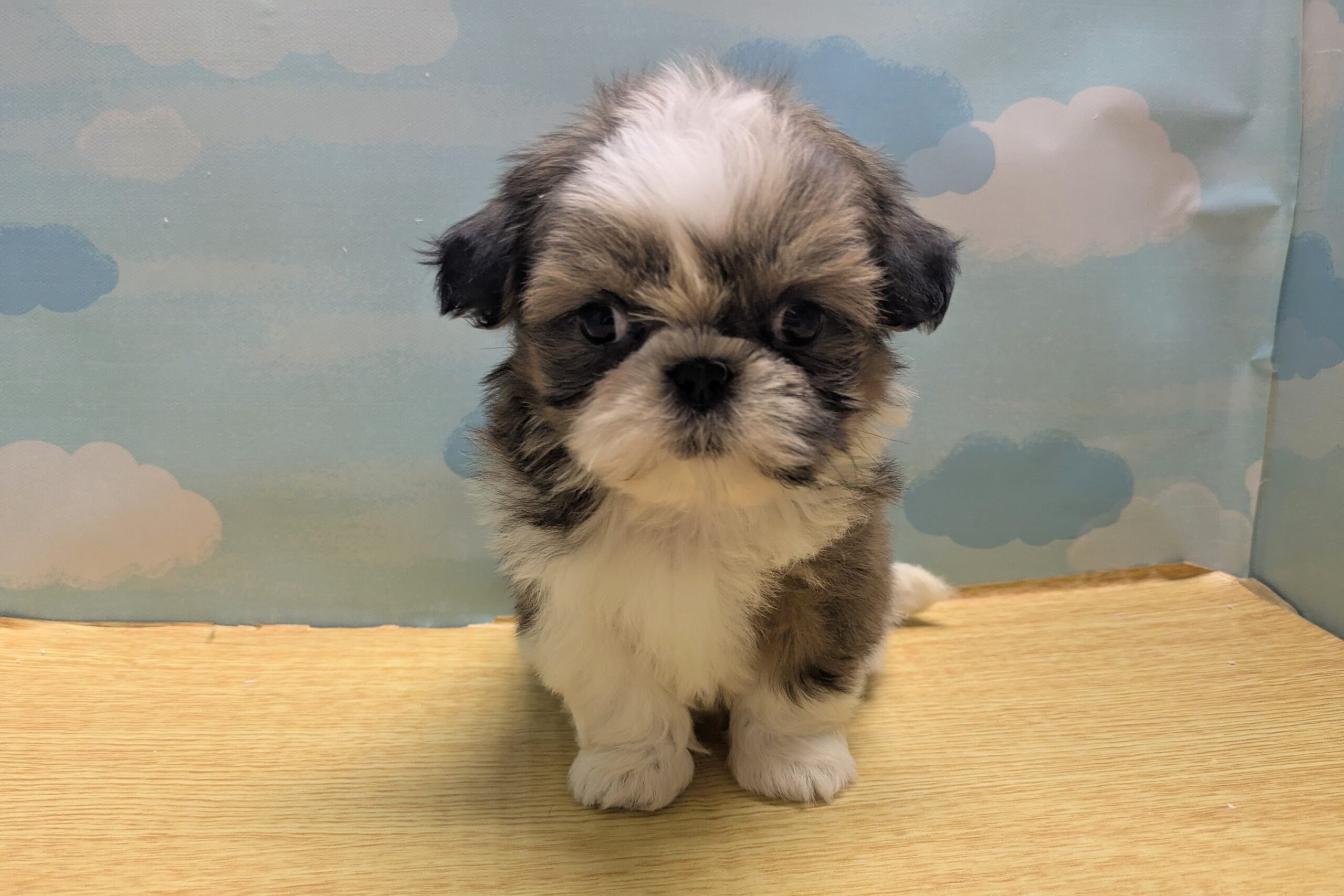 ワンちゃん - 世田谷区にあるペットショップ（子犬・子猫の専門