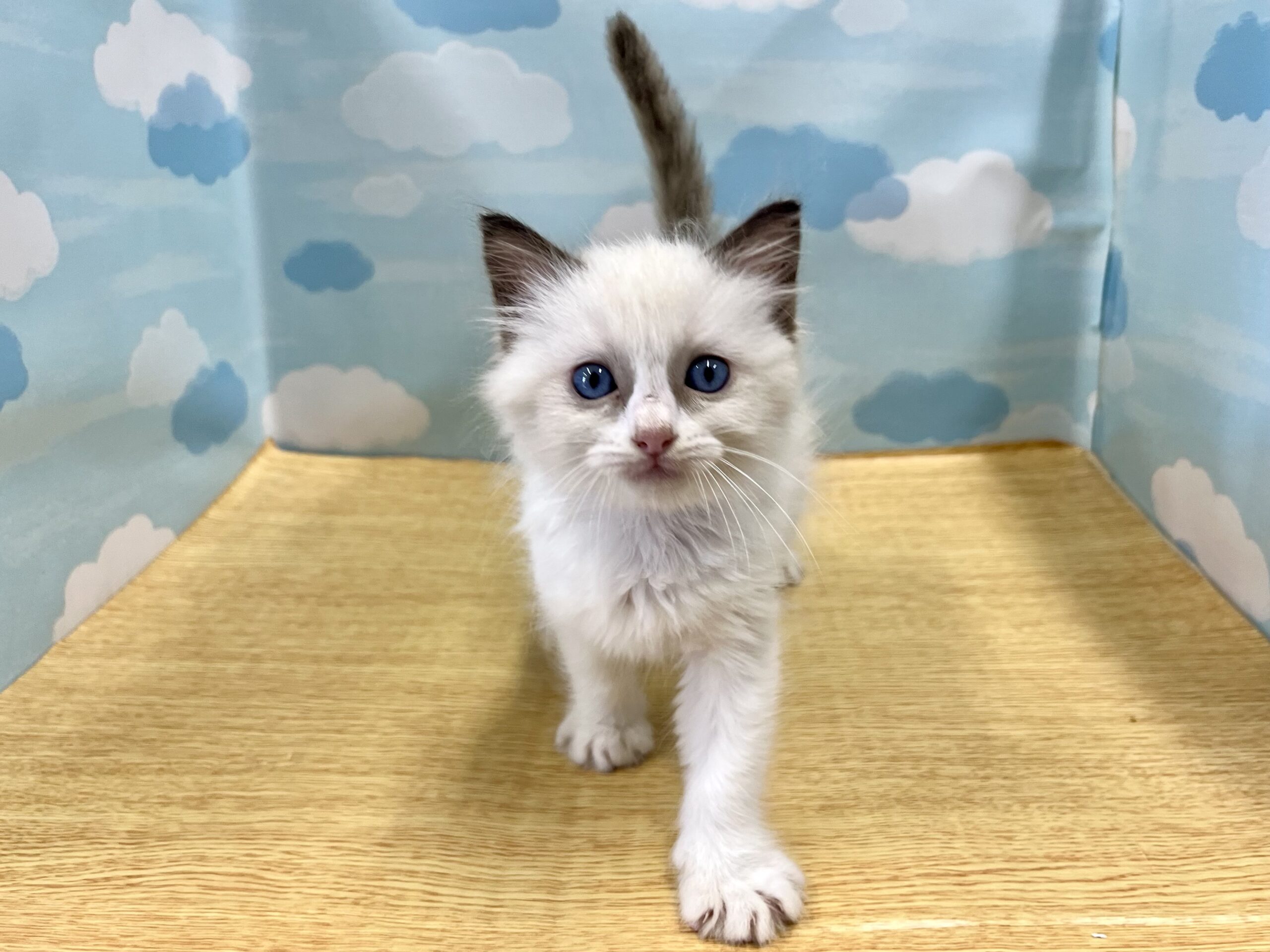 猫ちゃんshop penefa 国産 猫 爪とぎ ダンボールハウス 段ボール 猫ステップ