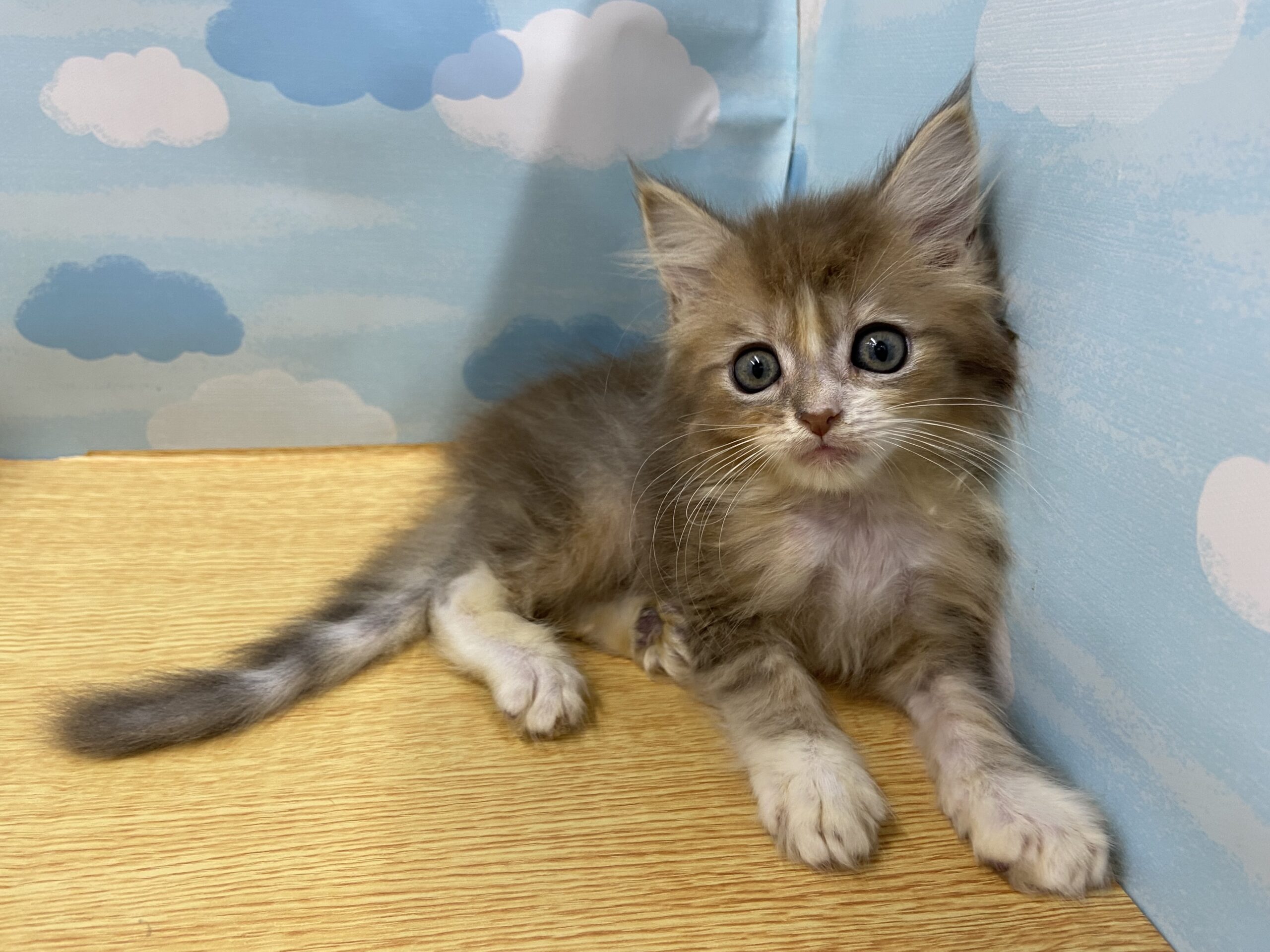 世界のやまちゃん　高田ベッド 世界のやまちゃん 高田ベッド マッサージベッド 有孔DX(全18色)