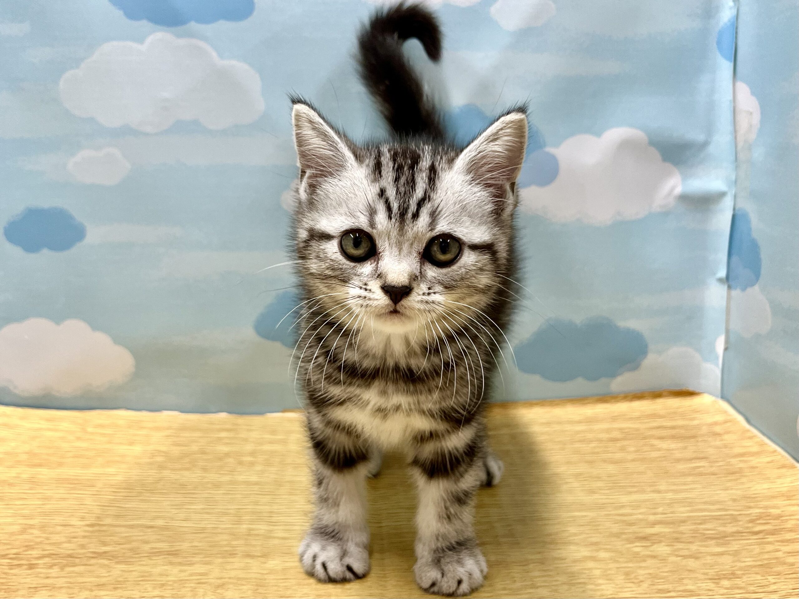 アメリカンショートヘアー(赤羽店） - 世田谷区にあるペット