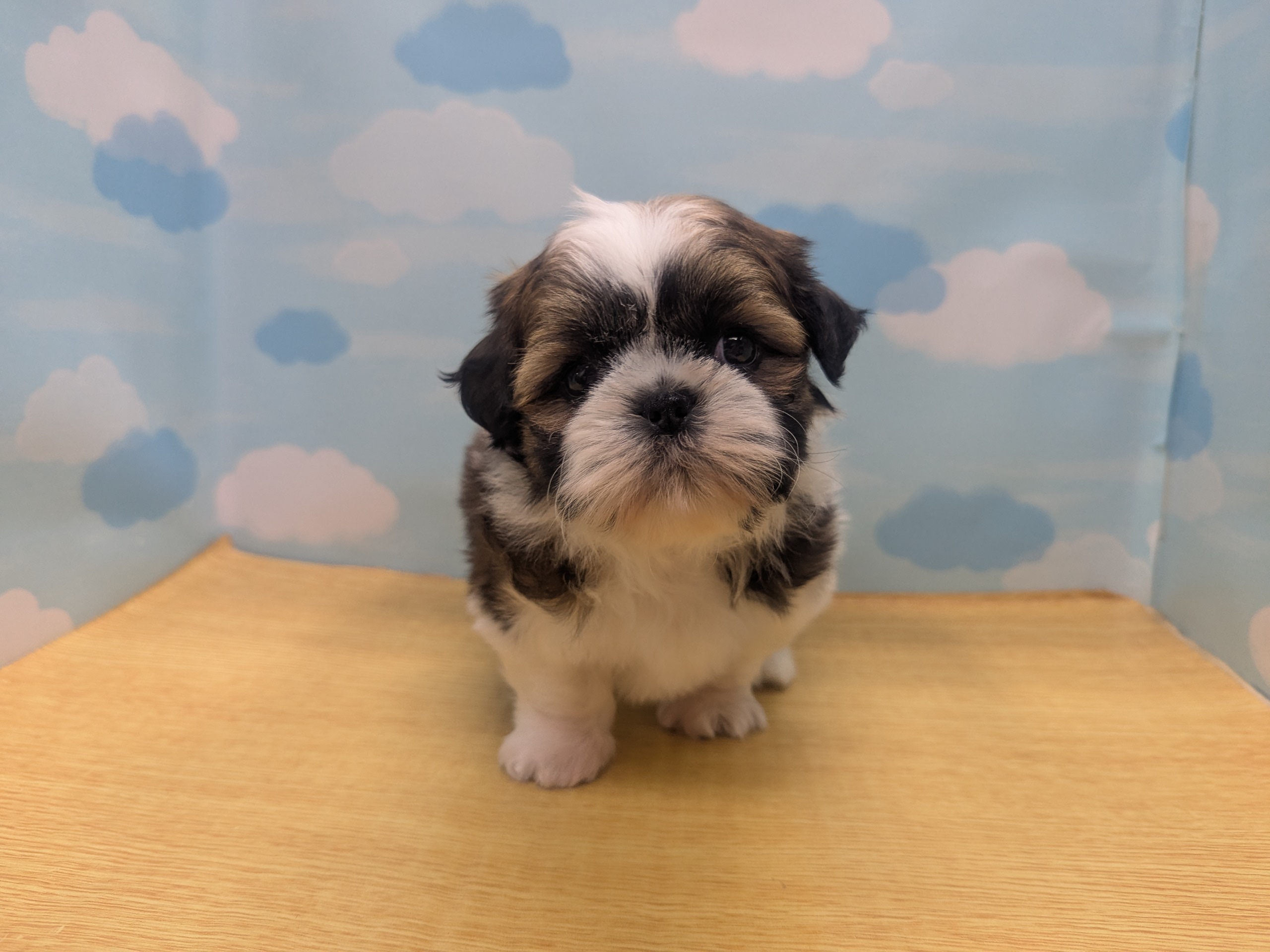 ワンちゃん - 世田谷区にあるペットショップ（子犬・子猫の専門