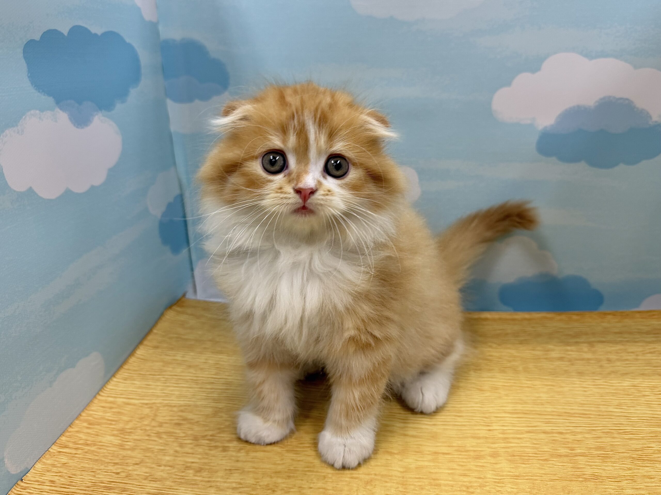 ネコちゃん - 世田谷区にあるペットショップ（子犬・子猫の専門