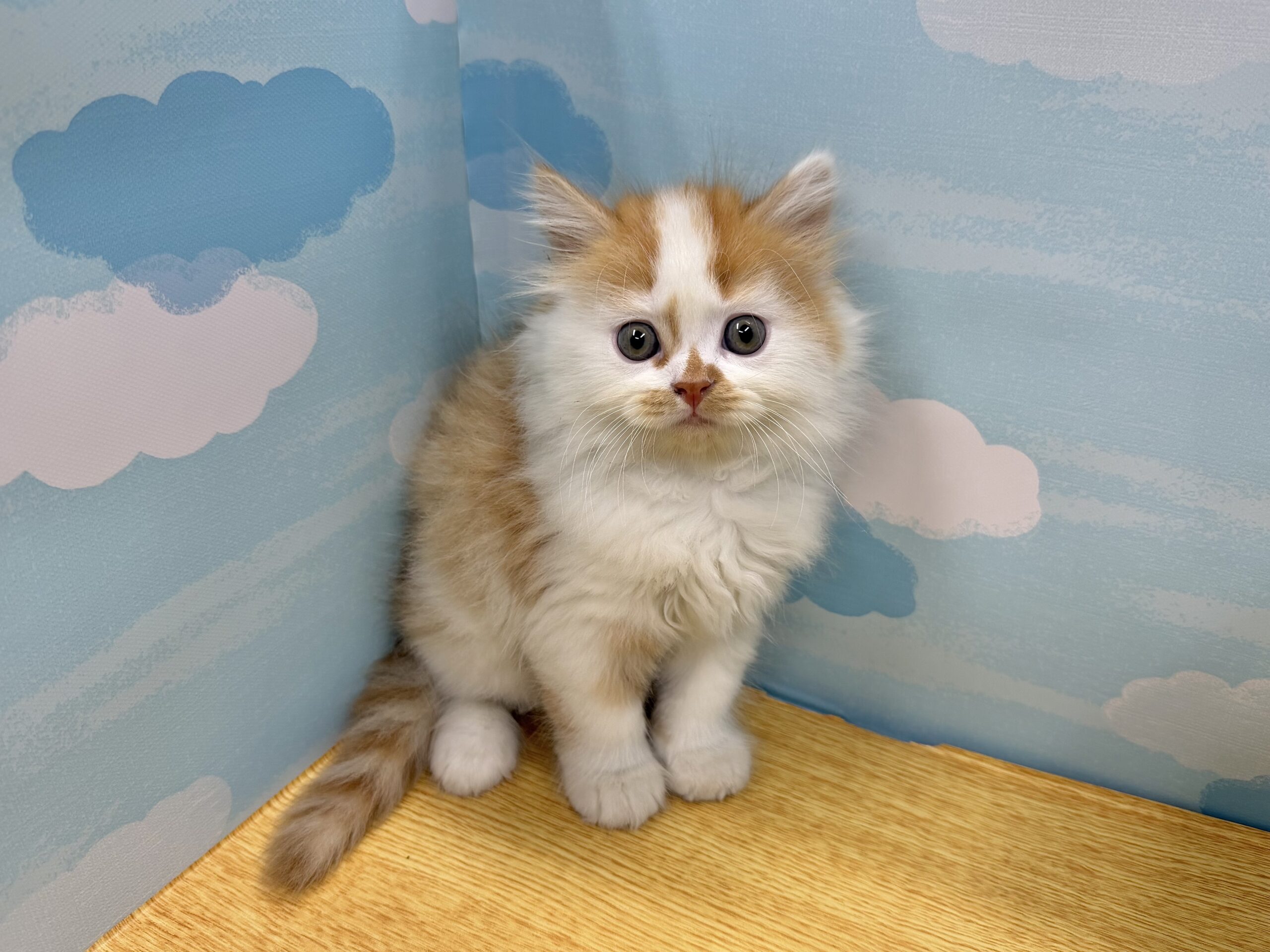 猫ちゃんさん専用 cast-shop_mk12s8906874