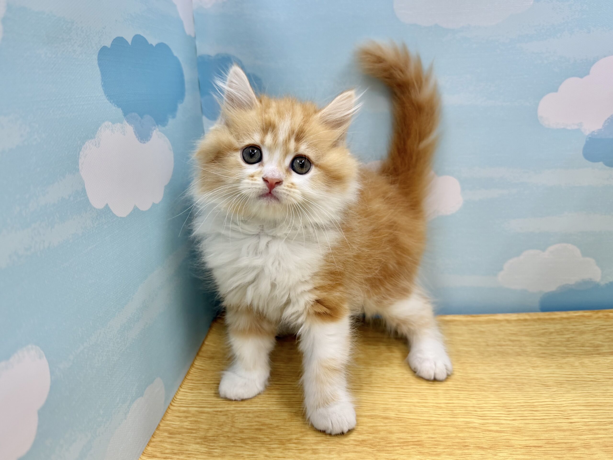 ヴィンテージフランス ４匹の犬と鳥と寛ぐ人々 田園風景 カルトナージュ ボックス ホテルフォトギャラリー | ハイアット セントリック ワイキキビーチ