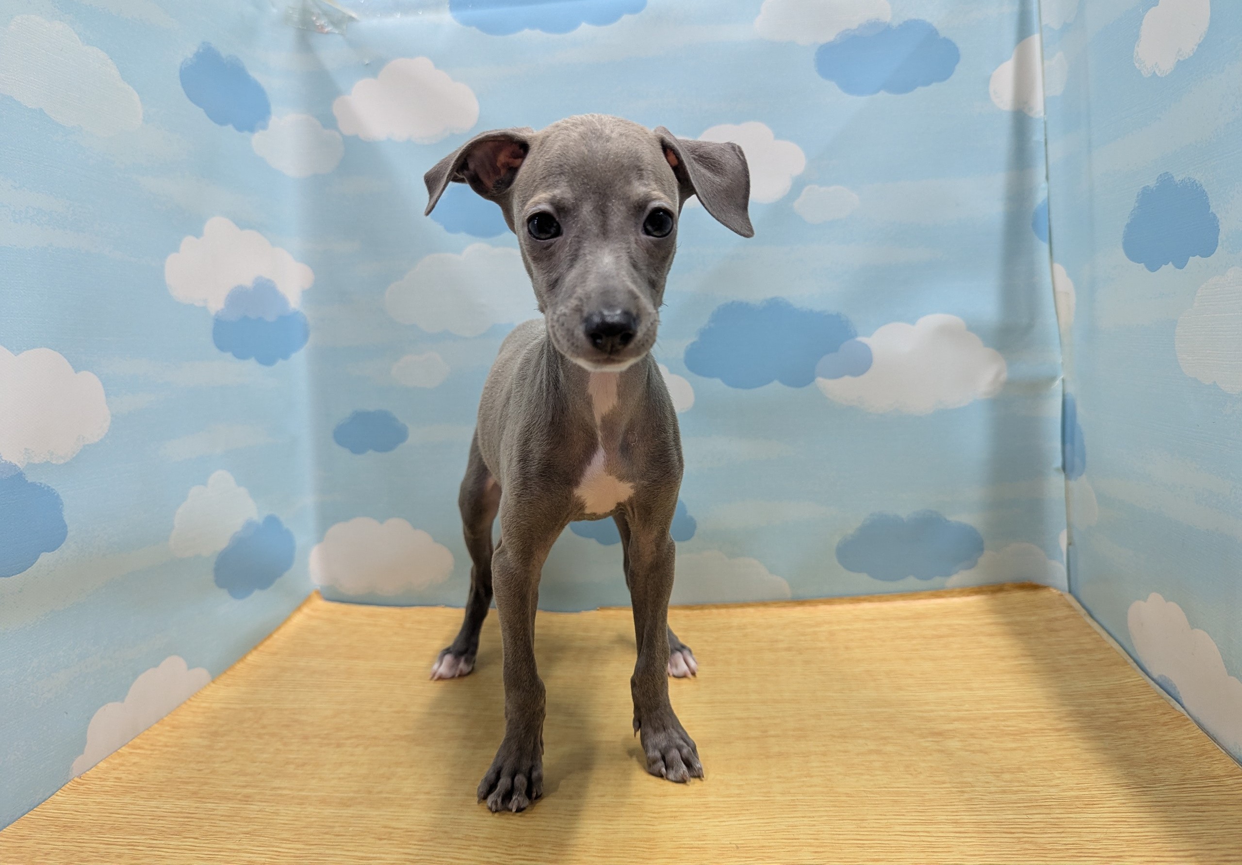 犬ちゃん DULTON ONLINE SHOP | PLUSH TOY SCREW SET OF 2(SCREW SET OF 2