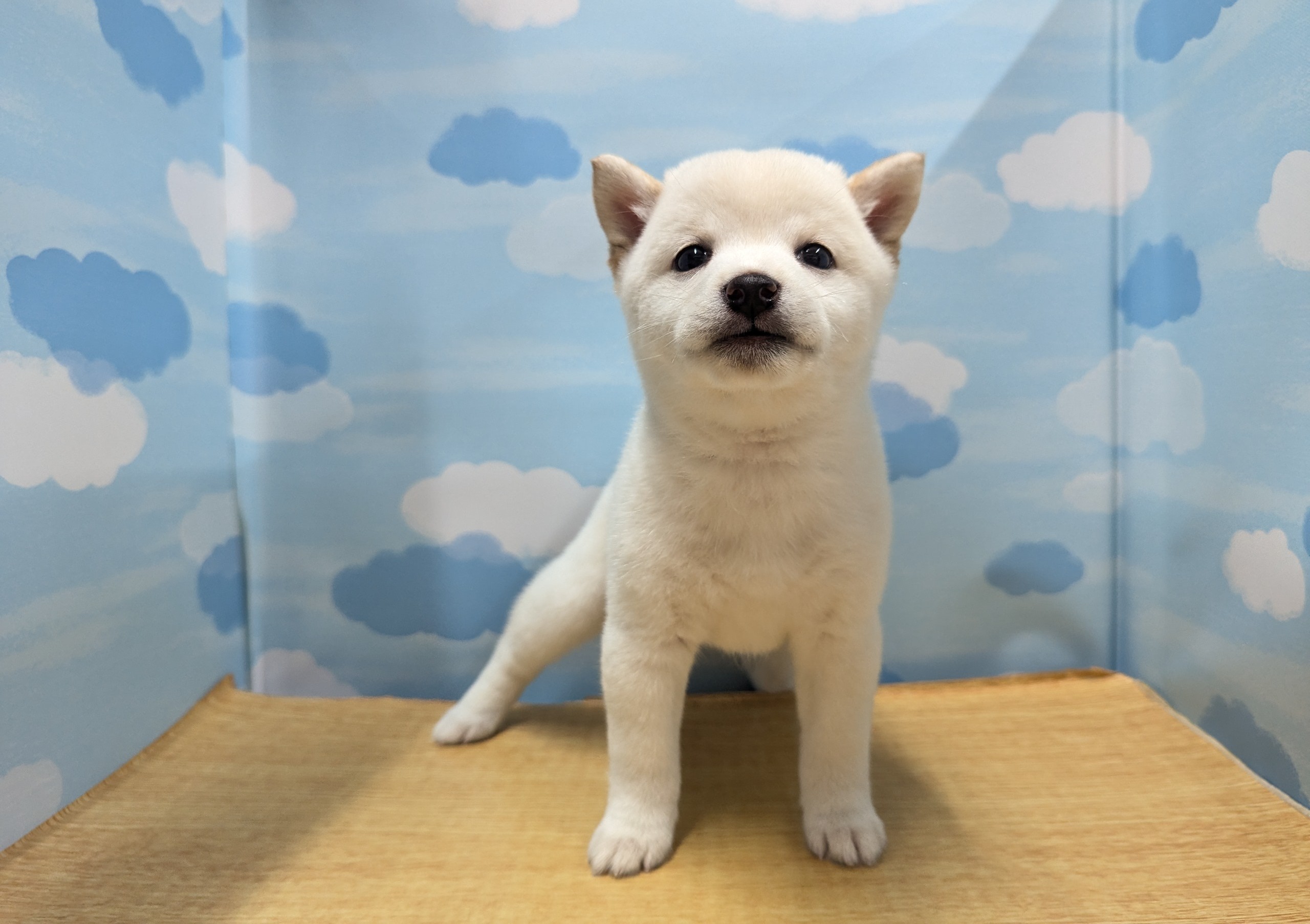 ワンちゃん - 世田谷区にあるペットショップ（子犬・子猫の専門